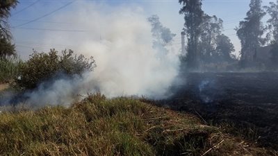 حملات توعية للتصدي لظاهرة حرق قش الأرز بالمنصورة