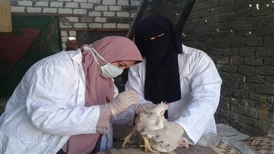 لجنة بيطرية للتفتيش على مزارع الدواجن للكشف عن أنفلونزا الطيور بالدقهلية