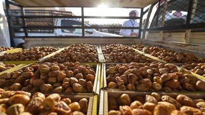 الأحد.. مؤتمر لتسويق تمر الواحات البحرية وتطوير إنتاجه