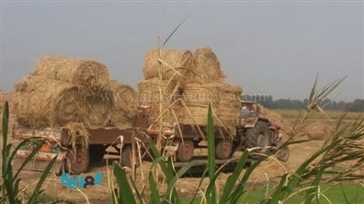 بالصور.. السيطرة على سبع حالات لحرق قش الأرز بالدقهلية