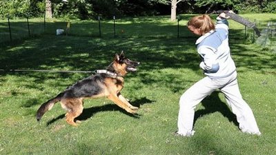 تعذيب الحيوان بداية طريق الإرهاب.. برلماني يطرح رؤية جديدة لحماية 