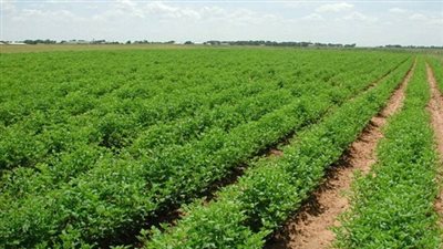 غدًا.. طرح كراسات شروط مشروع الـ1.5 مليون فدان ببنك الإسكان