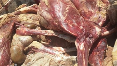 إخلاء سبيل المتهم بحيازة لحوم حمير بالقناطر بكفالة 1000جنيه