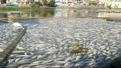 إلغاء فكرة إقامة أقفاص سمكية ببحيرة البردويل