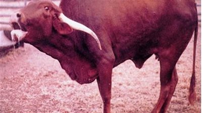 اكتشاف حالة مصابة بـ 