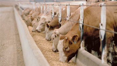 وصول 1593 راس عجول حية لميناء ابو طرطور .. قادمة من السودان 