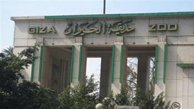 حديقة الحيوان بالجيزة تستقبل أول مولود للزراف الأفريقي