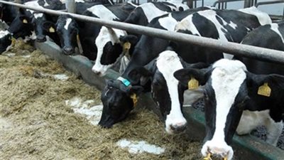 ميناء ابو طرطور يستقبل 1595 رأس عجول حية.. قادمة من السودان  