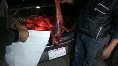 بالصور..الجيزة: ضبط 600 كيلو لحم حمير 