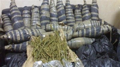 القبض على عاطلين بحوزتهما 230 لفافة بانجو بشبين الكوم