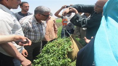 زراعة 6 آلاف فدان بنجر للتغلب على أزمة نقص السكر بدمياط