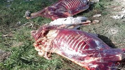 العثور على 30 حمارا مسلوخا بمركز شبراخيت في البحيرة