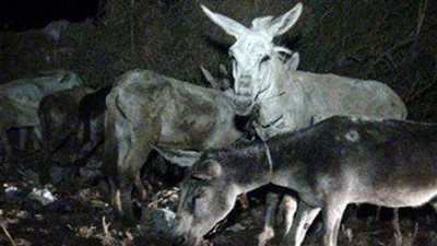 القبض على جزار قبل شروعه فى ذبح 16 حمارًا بأسيوط