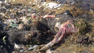 نفوق 7 رءوس ماشية في حريق بالوادي الجديد