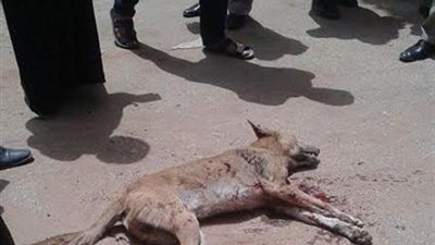 إعدام 33 كلبا ضالا خلال حملة في الخليفة