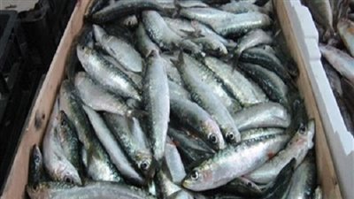 القبض على صاحب محل يبيع أسماك فاسدة فى دار السلام