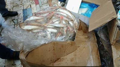 ضبط نصف طن أسماك فاسدة في القليوبية