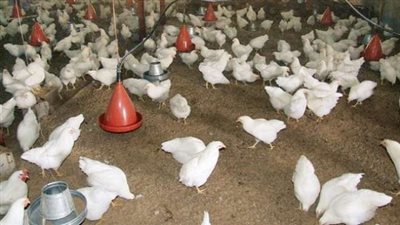 انخفاض أسعار الدواجن والخضراوات بسوق إمبابة