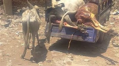 حجز 3 أشخاص على ذمة التحريات في واقعة ذبح حمير بالشرقية