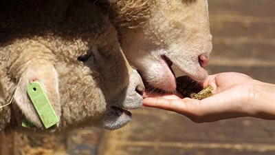 ضبط صاحب مصنع يغش الأعلاف الحيوانية بالغربية