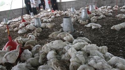 ضبط سيارة محملة بـ36 جوال دواجن نافقة قبل توزيعها بالبحيرة