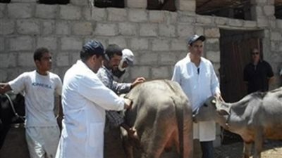 تحصين ألف حيوان يوميا بأسيوط لمواجهة الحمى القلاعية وإنفلونزا الطيور