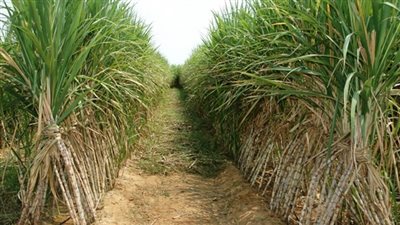 التموين: استلام 3.6 مليون طن قصب من المزارعين 