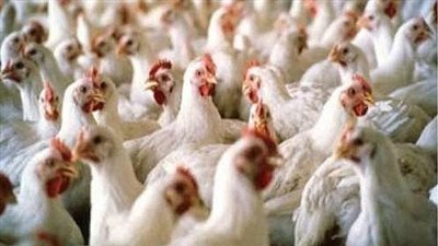 السعودية تحظر استيراد الطيور الحية من اليونان