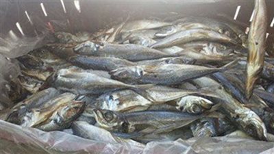 القبض على صاحب محل يبيع أسماك فاسدة فى دار السلام