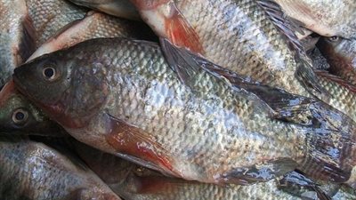 ارتفاع أسعار الأسماك.. والبلطى يسجل 30 جنيها