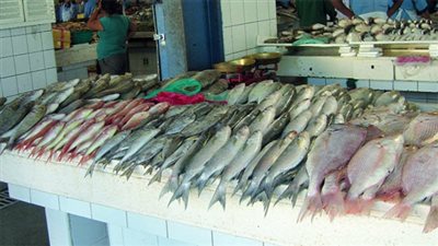 تباين أسعار الأسماك.. والبلطي يسجل 30 جنيها بسوق الجملة