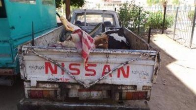 ضبط لحوم مذبوحة خارج السلخانة وتحرير 12 قضية في حملة تموينية بقنا