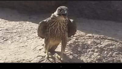 ضبط 19 صقر مع شخص بقطار الصعيد