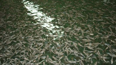 ضبط 22 ألف زريعة سمك قبل تهريبها من بحيرة التمساح بالإسماعيلية