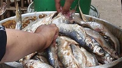 مباحث التموين تضبط 25 طن من الأسماك المملحة والرنجة الغير صالحة للاستهلاك الادمي والمجهولة المصدر