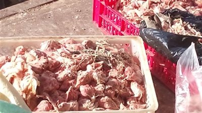 ضبط مصنع لفرم الدواجن النافقة في الشرقية