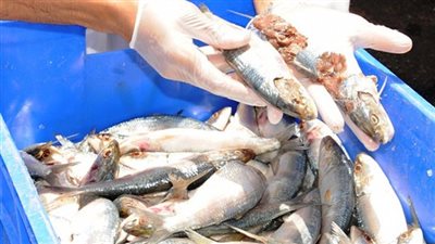 إعدام سردين مملح ورنجة فاسدة في حملة على أسواق الجمالية بالدقهلية