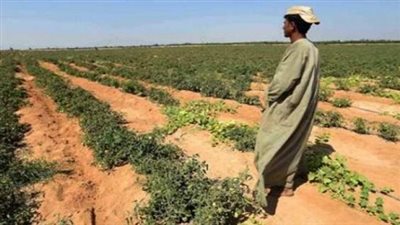 المجلس القومي للعمال والفلاحين: لدينا خطة لزراعة 15 مليون فدان