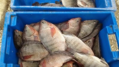 وفد سعودي يصل مصر لفحص جودة الأسماك قبل تصديرها للمملكة