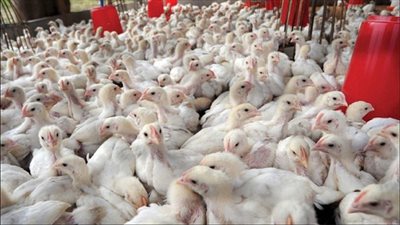 29 جنيها سعر كيلو الدواجن البيضاء داخل المزرعة