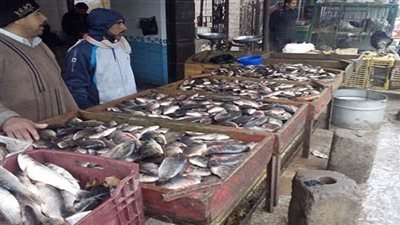 أسعار الأسماك بالأسواق.. والبلطي يسجل 24 جنيها