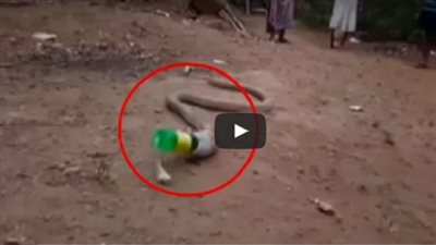 بالفيديو.. لقطات غريبة لثعبان يتقيأ زجاجة بلاستيكية