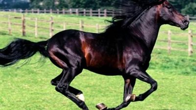 بالفيديو.. حصان يهرب من حرارة الجو في سيارة.. ماذا حدث له؟