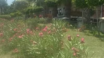 محافظة الإسكندرية ترفع كفاءة الحدائق العامة 