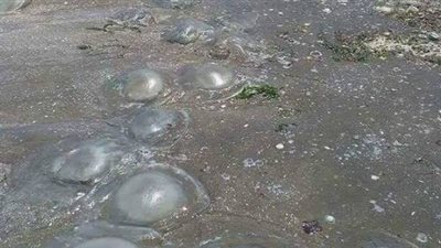 أخطرهم الأخيرة.. 6 أسباب دفعت قناديل البحر لمهاجمة الشواطئ المصرية 