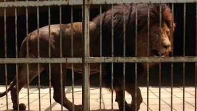 نقل أسود ونمور من سوريا إلى الأردن