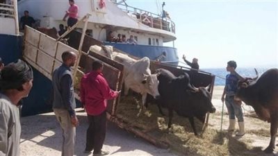 وصول 854 رأس ماشية لميناء سفاجا قادمة من السودان