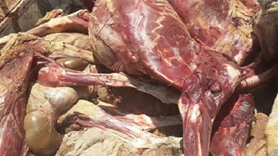 مباحث التموين: ضبط 8 ذبائح خارج المجازر الحكومية بالقاهرة قبل بطرحها بالأسواق فى عيد الاضحى