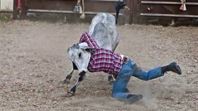 شاهد| عجل يهرب من الذبح: 