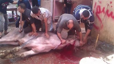 السعودية تعلن ذبح أكثر من 840 ألف رأس ماشية خلال موسم الحج